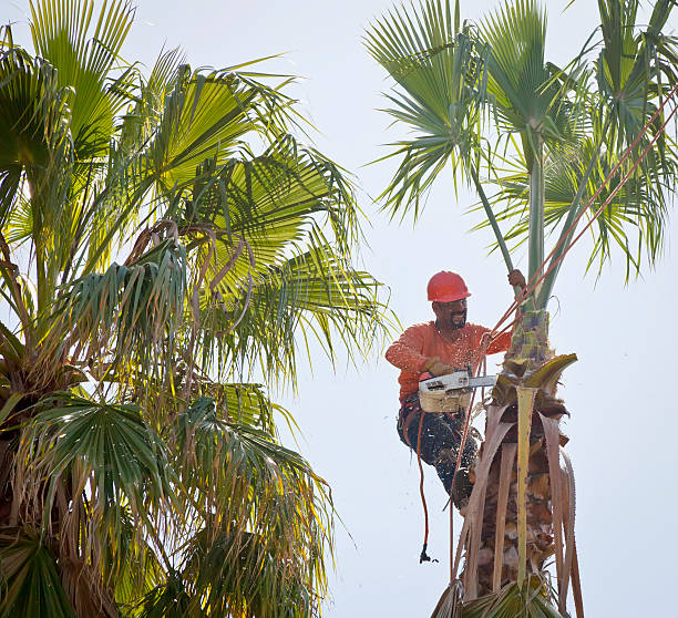 Best Residential Tree Removal  in Larch Y, WA